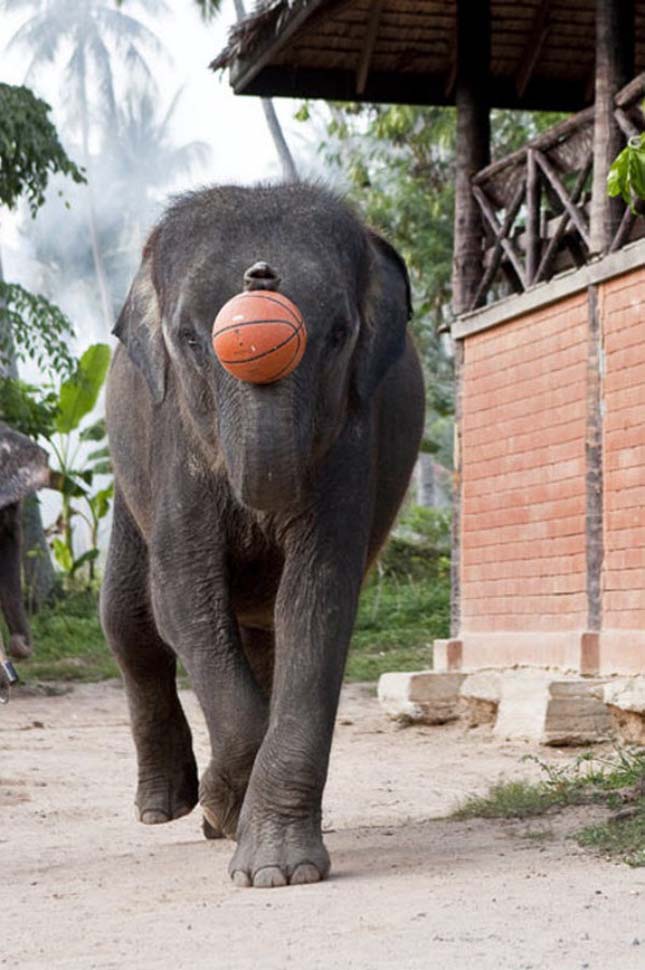 Kosárlabdázó elefántok