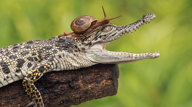 Csiga mászott fel egy krokodil fejére