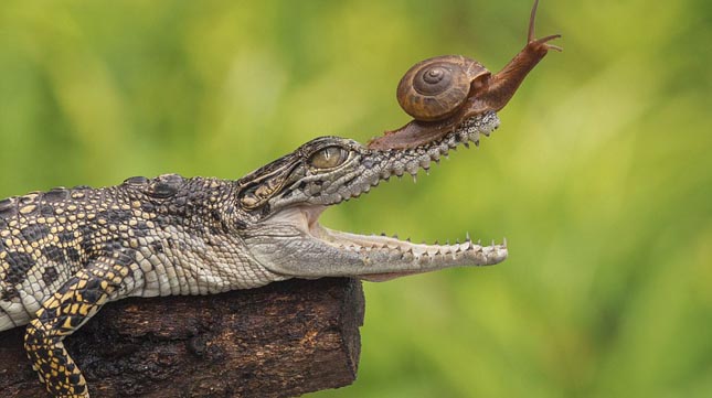 Csiga mászott fel egy krokodil fejére