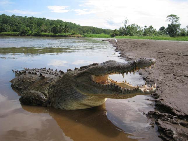 Krokodil túra