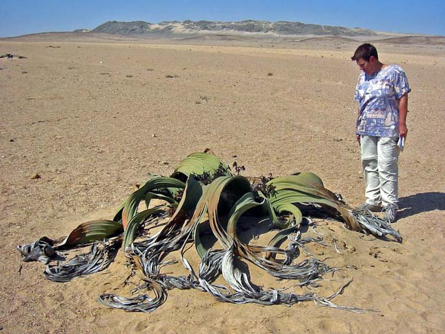 Welwitschia mirabilis