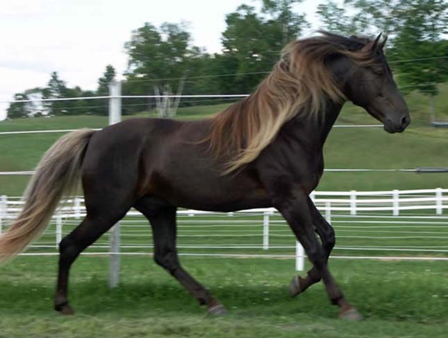 Különleges színű ló