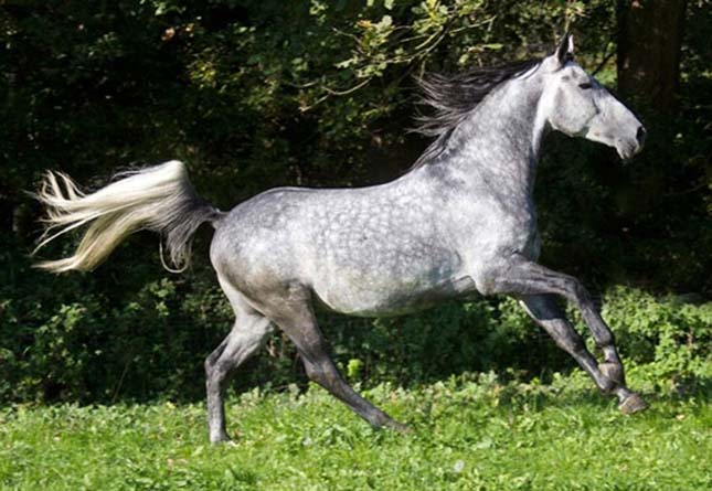 Különleges színű ló