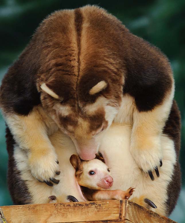 Fakúszó kenguru