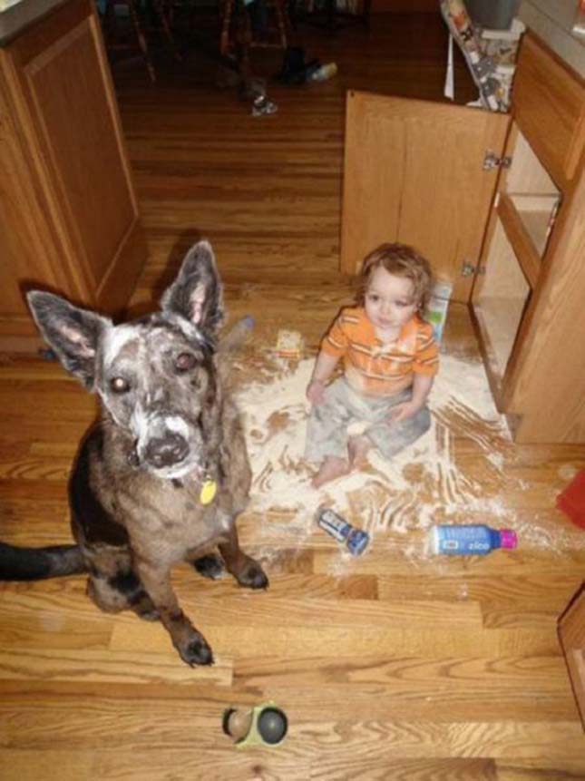 Kutyák és gyerekek