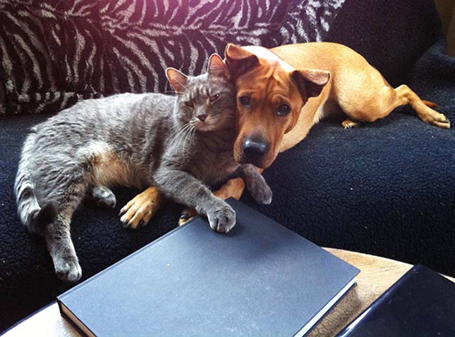 Kutya macska barátságok