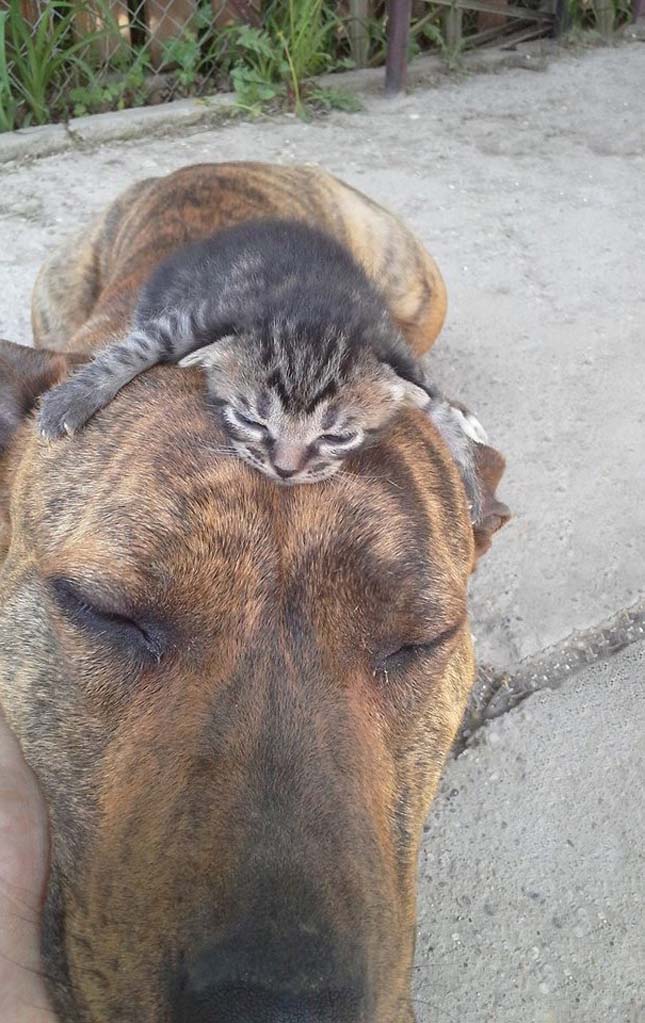 Kutya macska barátságok