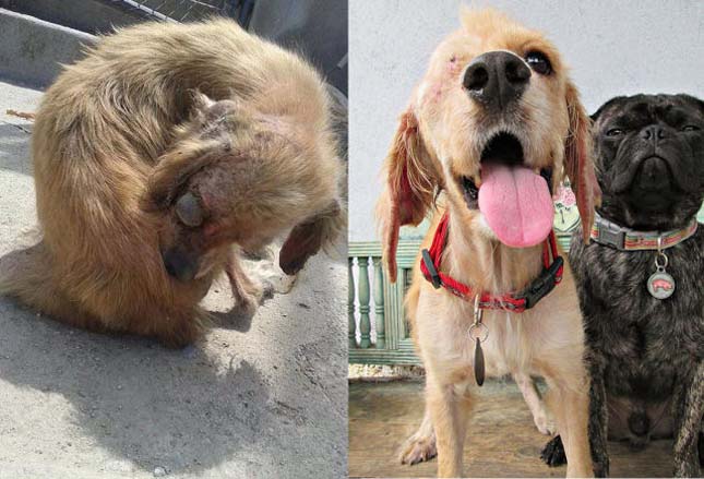 Kutyák befogadásuk előtt és után
