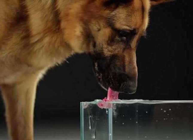 Így isznak a kutyák