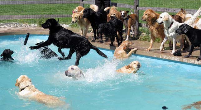 Kutya medencés buli