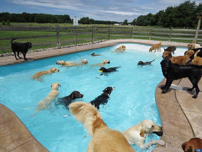 Kutya medencés buli