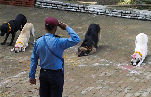 Kutyaünnep nepálban