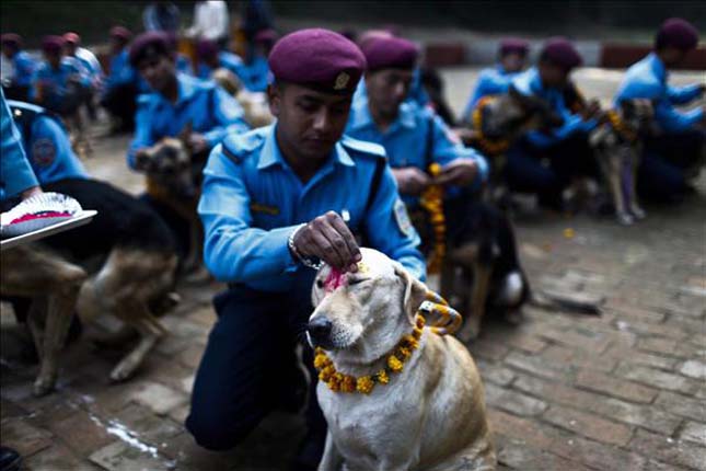 Kutyaünnep nepálban