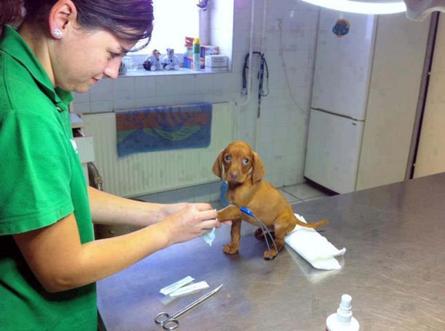 Kutyusok az állatorvosnál