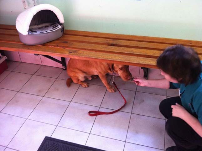 Kutyusok az állatorvosnál