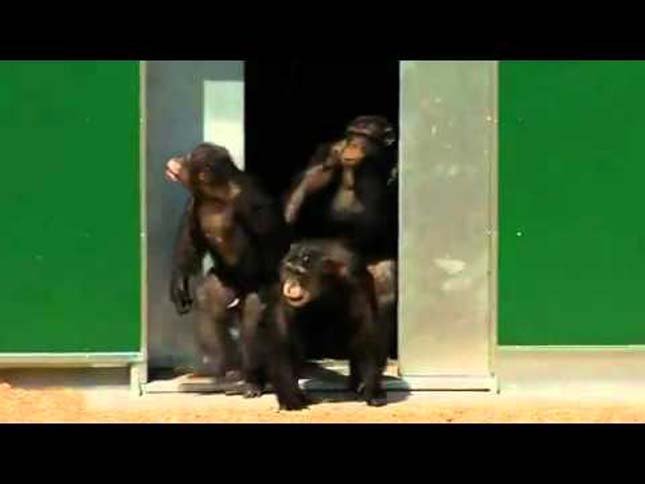 Laboratóriumi csimpánzok