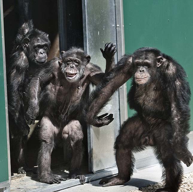 Laboratóriumi csimpánzok