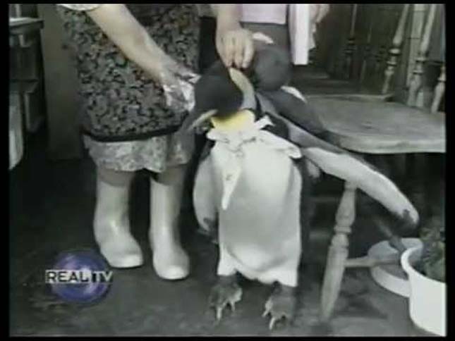 Lala, a pingvin