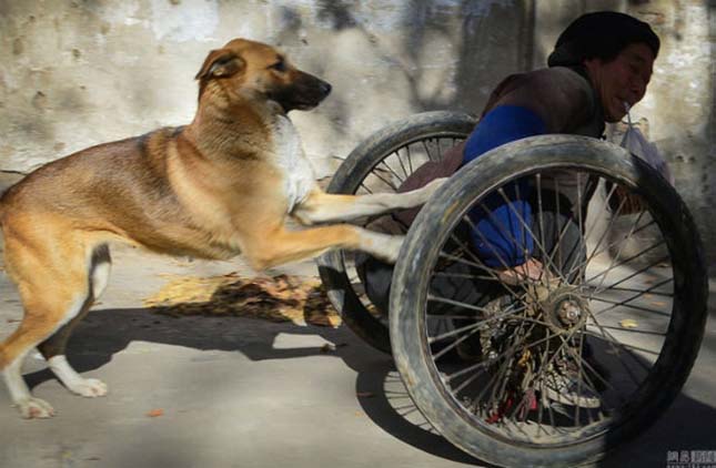 Kutyája segít közlekedni a lebénult férfinak