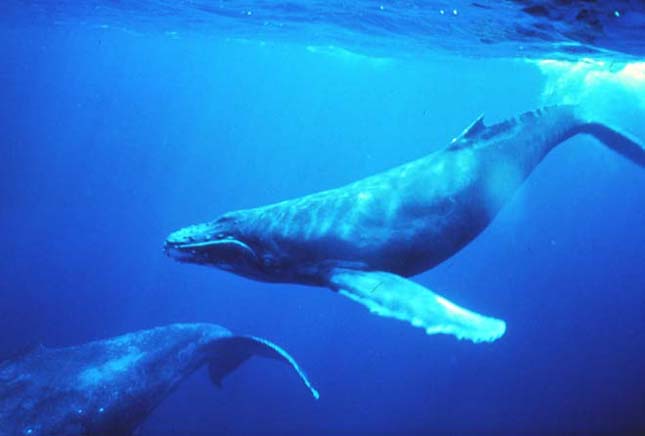 A Föld legnagyobb jelenleg élő állata - Kék bálna