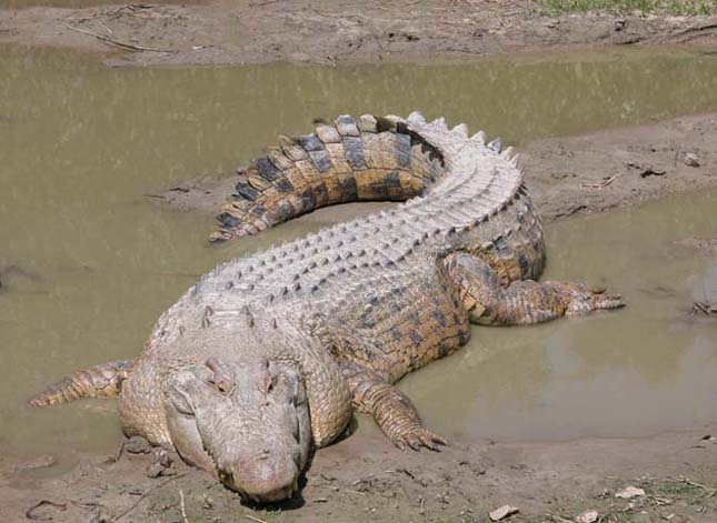 A ma élő legnagyobb hüllő - Bordás krokodil