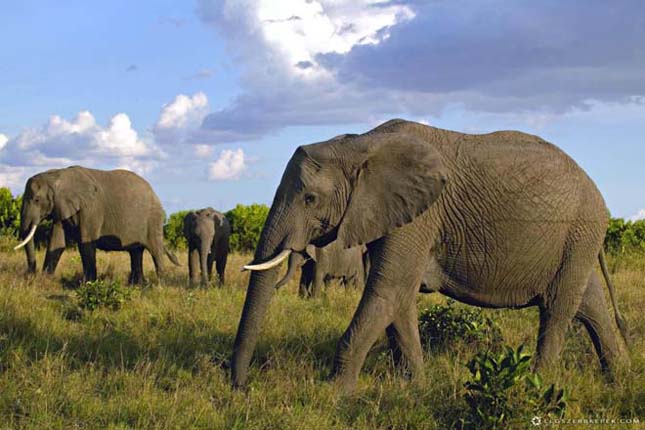 A legnagyobb tömegű szárazföldi állat - Afrikai elefánt