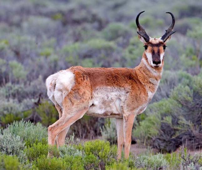 A leggyorsabb emlős hosszútávon - Villásszarvú antilop