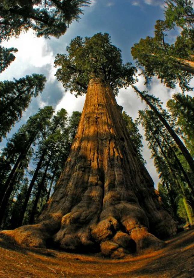 A legmagasabb fák a világon