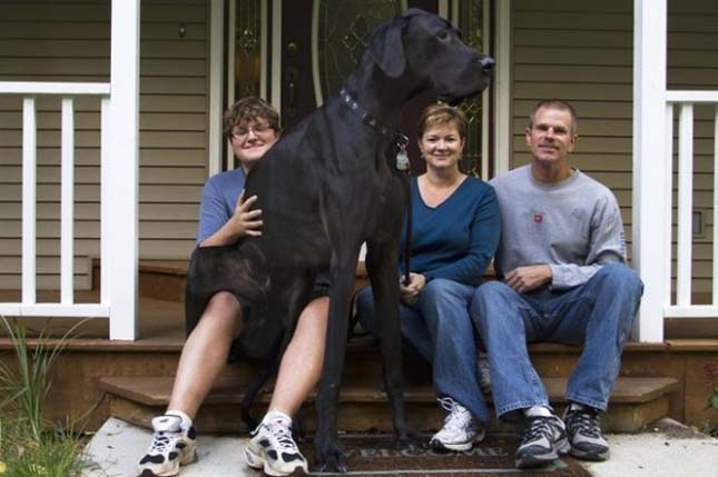 Zeusz, a világ legmagasabb kutyája