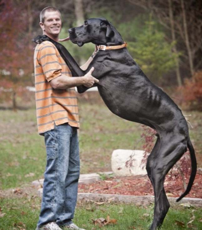 Zeusz, a világ legmagasabb kutyája