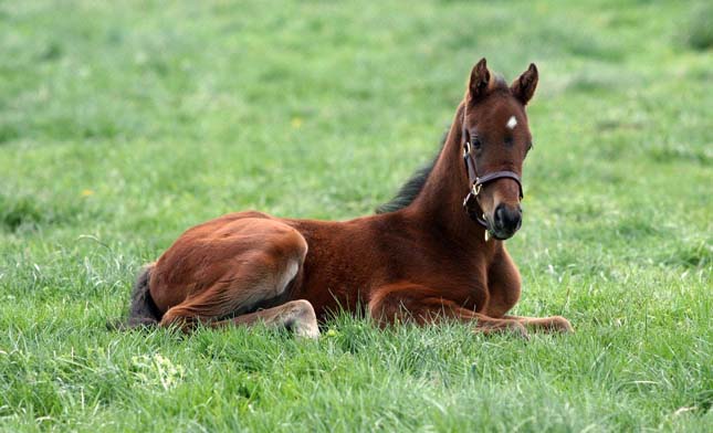Ló magzat születése