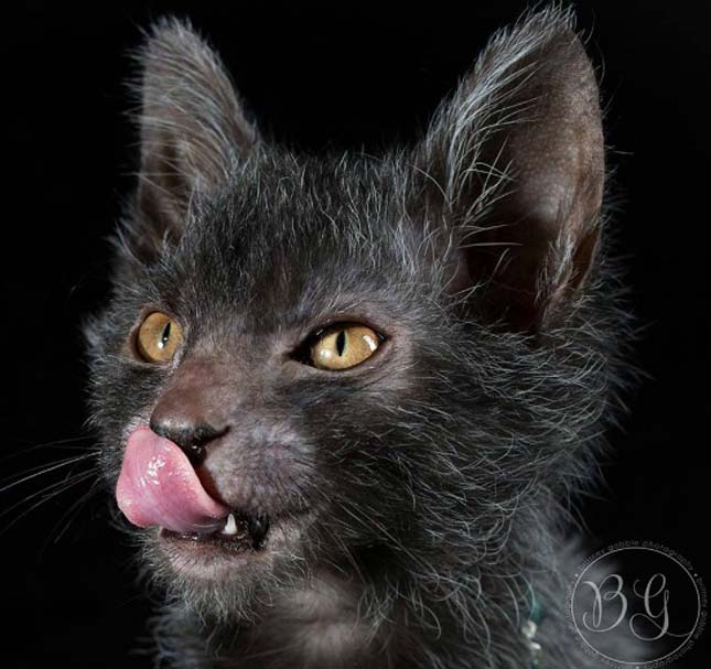 Lykoi macska