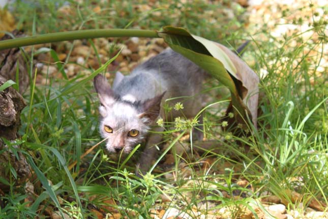 Lykoi macska