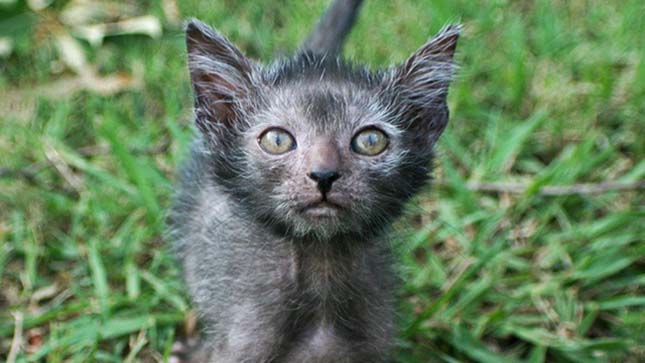 Lykoi macska