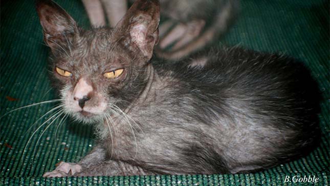 Lykoi macska