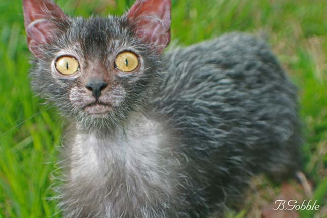 Lykoi macska