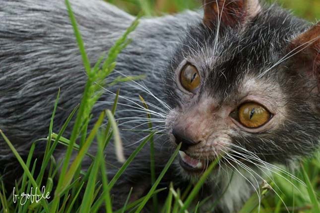 Lykoi macska