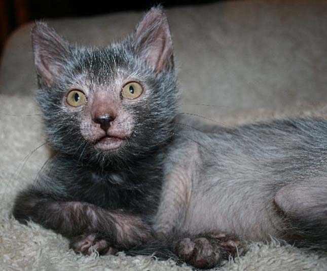 Lykoi macska