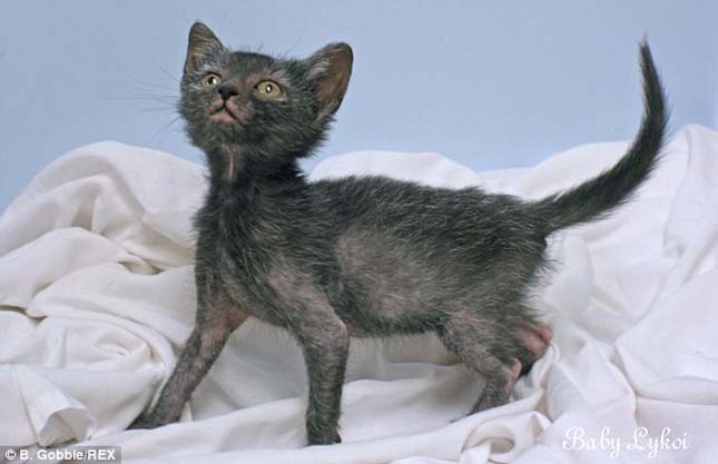 Lykoi macska