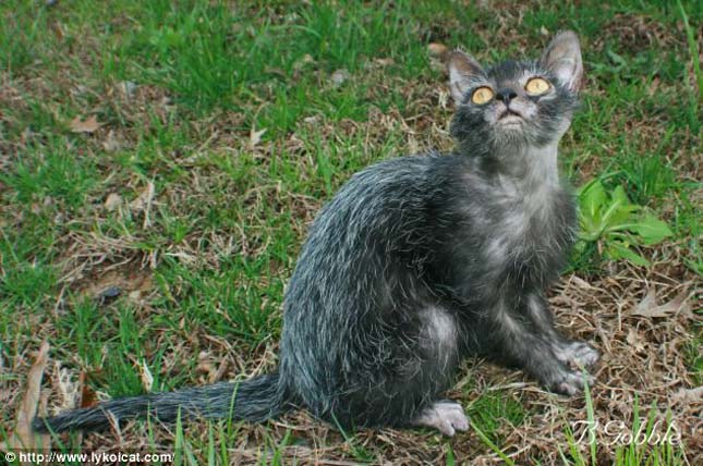 Lykoi macska