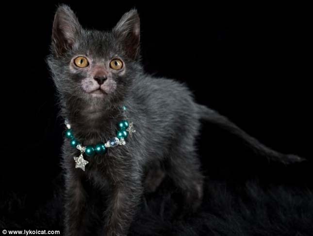 Lykoi macska