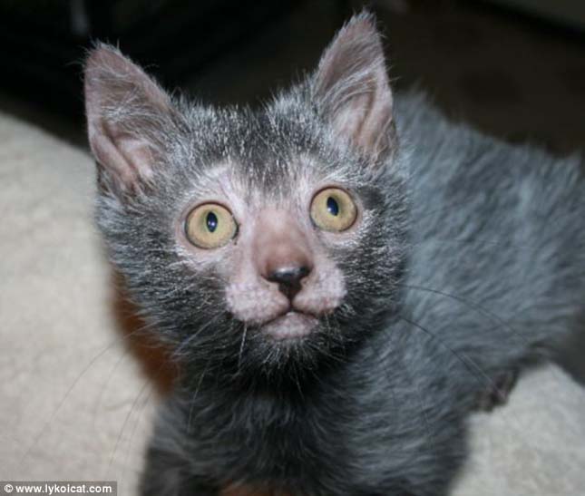 Lykoi macska