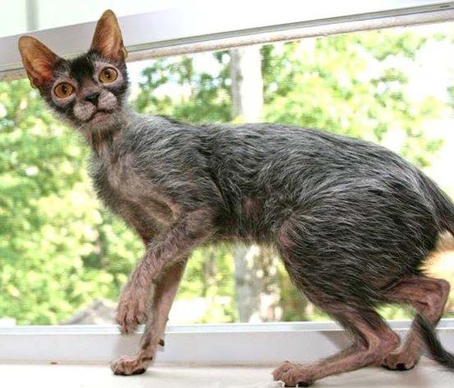 Lykoi macska