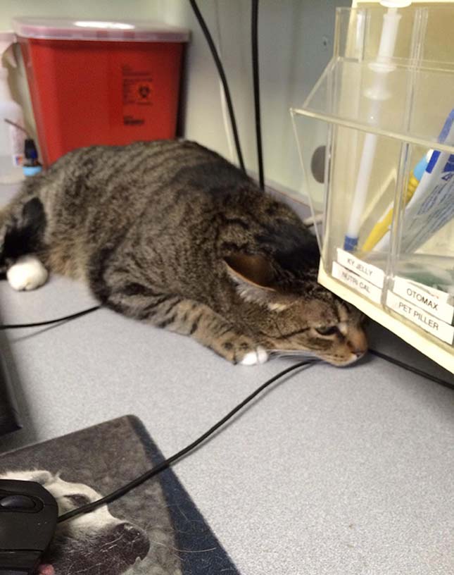 Macskák az állatorvosnál