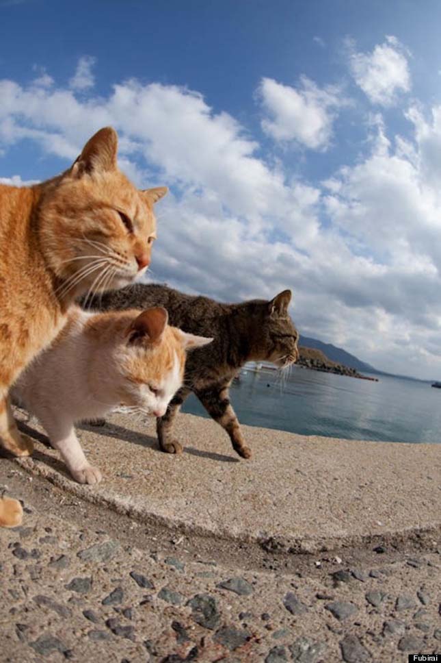 Macskák szigete