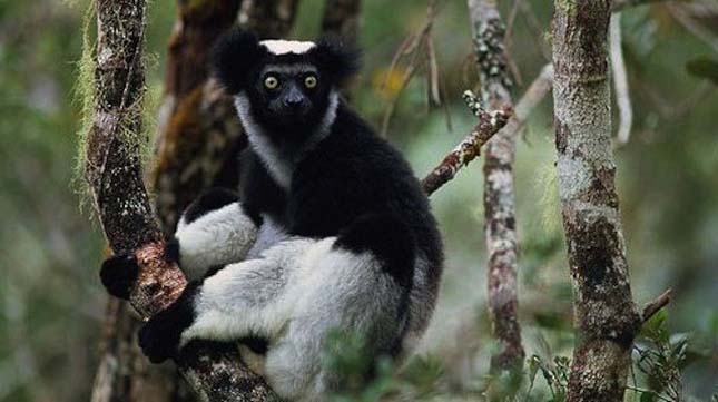 ismerkedés madagaszkári nő photo