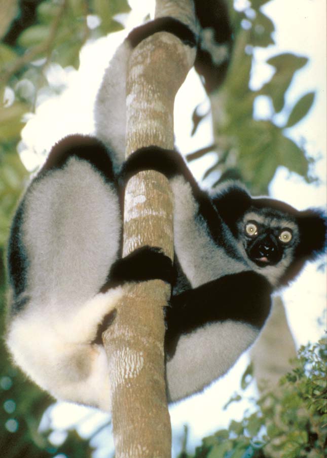 Indri