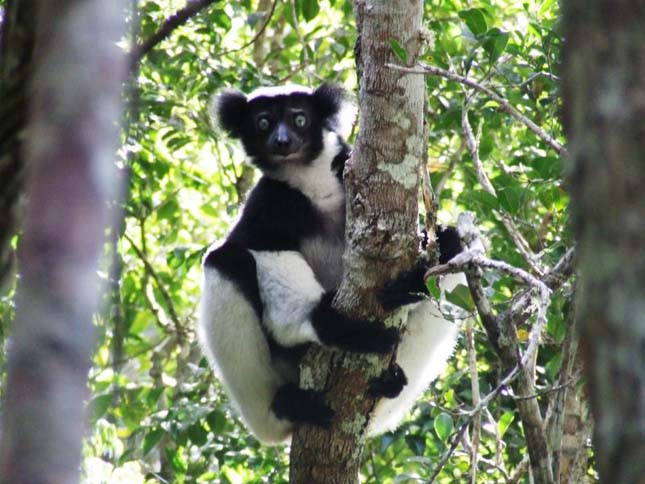 Indri