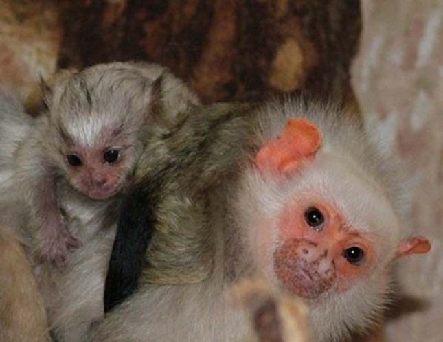 Majmokat loptak el egy francia állatkertből