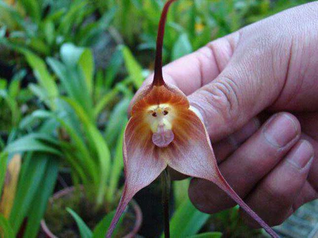 Különleges orchidea képek